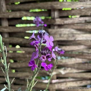 Erysimum Bowles Mauve 3L