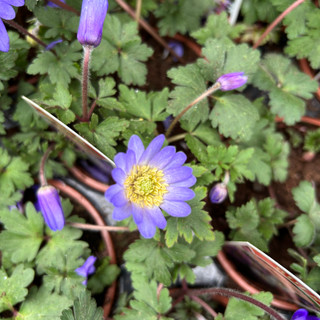 Anemone blanda 'Blue Shades'