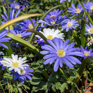 Anemone blanda 'Blue Shades'