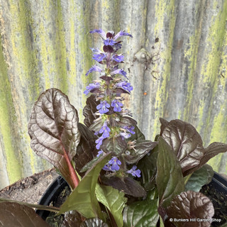 Ajuga reptans 'Braunherz'