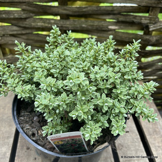 Hebe pinguifolia 'Sutherlandii' - 2ltr pot