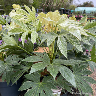 Fatsia japonica 'Spider's Web'