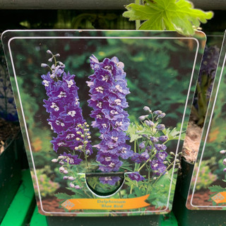 Delphinium 'Blue Bird' (p11)