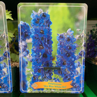 Delphinium 'Sky blue white bee' (p11)