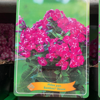 Phlox pan. 'Bambini Desire'