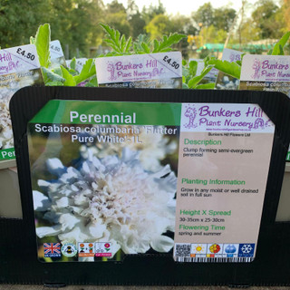 Scabiosa columbaria 'Flutter Pure White' 1ltr