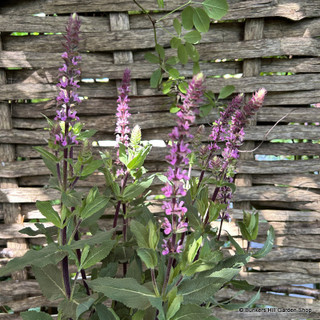 Salvia 'Caradonna Pink' 3ltr