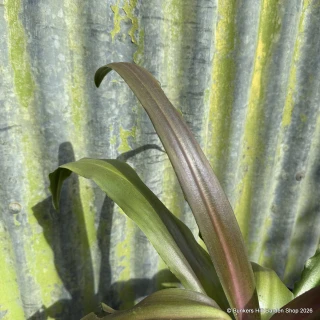 Eucomis 'Sparkling Burgundy' 2L