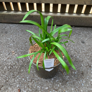 Agapanthus 'Tornado'