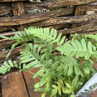 Fern Polypodium vulgare - S+