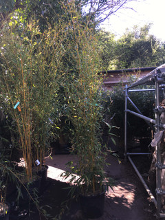 Phyllostachys aureosulcata 'Spectablis' (Yellow Groove Bamboo) 250/300cm
