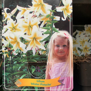 Lilium 'Mister Pistache' (p11)