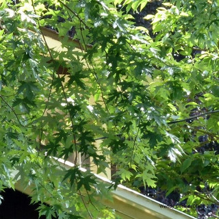 Acer saccharinum 'Pyramidale' (Silver Maple) - 6/8cm