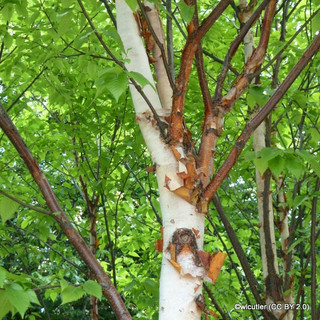 Betula albosinensis 'Fascination' - 200/250cm