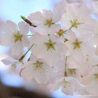 Prunus serrulata  'Sunset Boulevard' (Flowering Cherry) - 175/200cm 10ltr