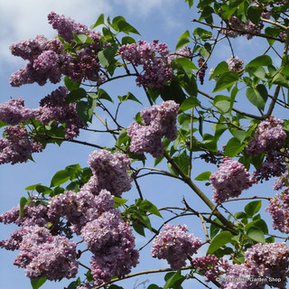 Syringa vulgaris  'Katherine Havemeyer' (Lilac) - 10ltr