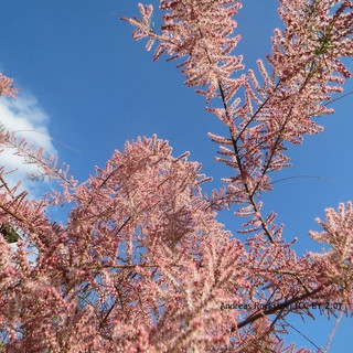 Tamarix tetrandra (Tamarisk) - 3ltr