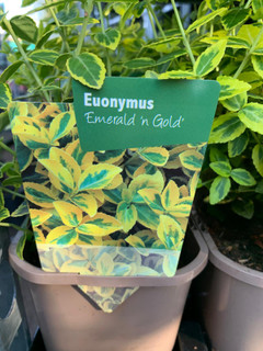 Euonymus 'Emerald & Gold' (p13)