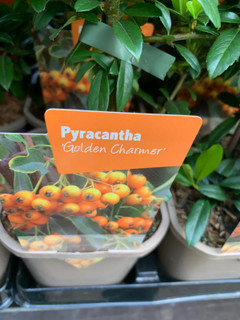 Pyracantha 'Golden Charmer' P11