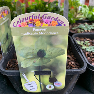 Papaver  'Moondance' (Poppy) 2ltr