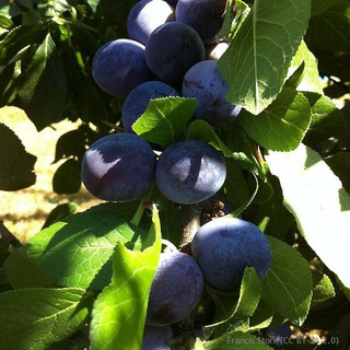 Plum 'Laxton's Cropper' 2yr tree (St Julian A) - Potted