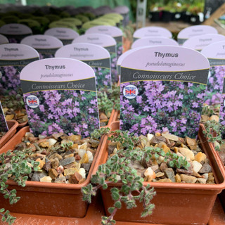 Thymus pseudolanuginosus - 7cm