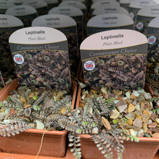 Leptinella 'Plants Black' 7cm