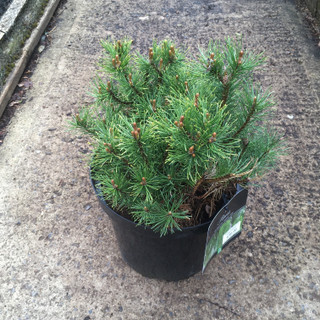 Pinus heldreichii 'Compact Gem'