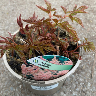 Astilbe japonica 'Europa' 2ltr