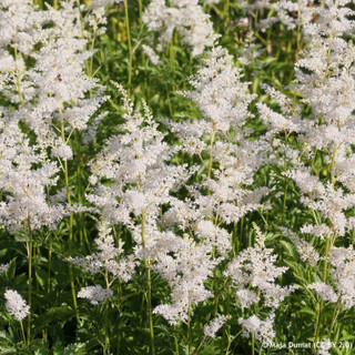 Astilbe japonica 'Deutschland' - 9cm