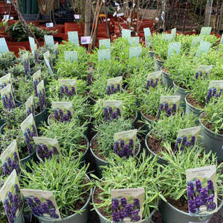 Lavender Hidcote - 17cm pot