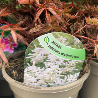 Astilbe japonica 'Washington' 2ltr