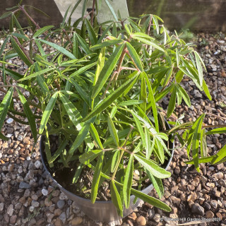 Choisya 'Aztec Pearl' - 10ltr pot