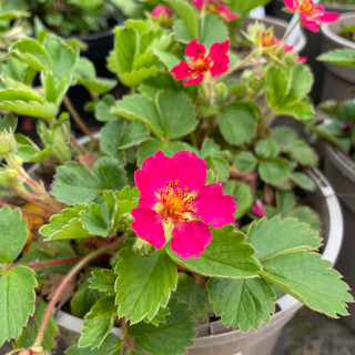 Fragaria 'Red Ruby' 2ltr