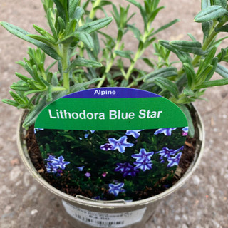 Lithodora 'Blue Star' 1ltr