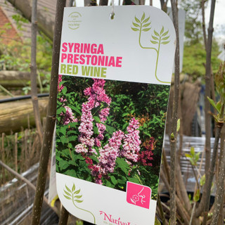 Syringa prestoniae 'Red Wine' 10ltr (Lilac)