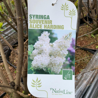 Syringa 'Souvenir Alice Harding' 10ltr (Lilac)