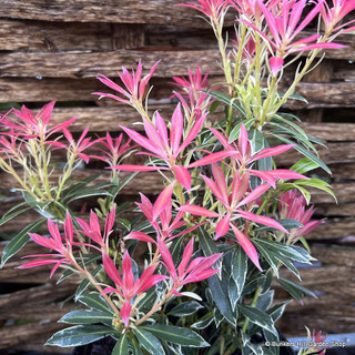 Pieris 'Flaming Silver' 3L