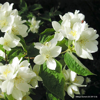 Philadelphus 'Lemoinei' (Mock Orange) - 3ltr