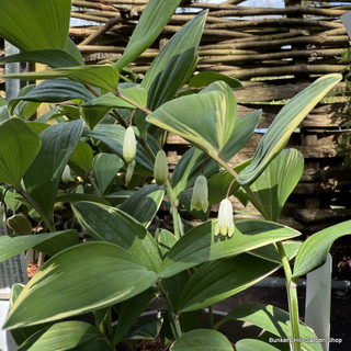 Polygonatum multiflorum (Solomon's seal) - 2ltr