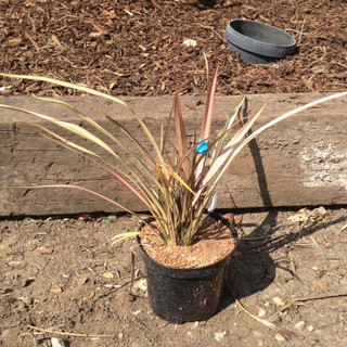 Phormium 'Flamingo' - 3ltr