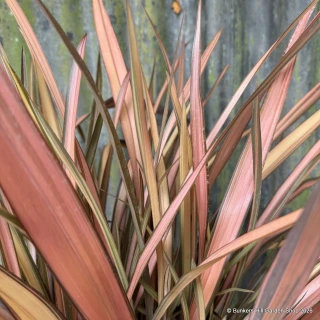 Phormium 'Flamingo' - 3ltr