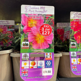Helianthemum 'Prima Donna' 3ltr
