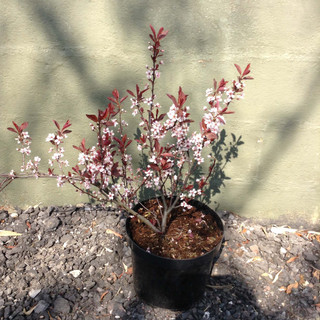 Prunus x cistena (Purple-leaf Sand Cherry) - 10ltr