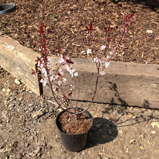 Prunus x cistena (Purple-leaf Sand Cherry) - 3ltr