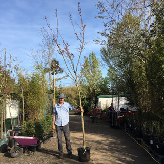 Prunus 'Matsumae-fuki' (Ornamental Cherry) 14/16cm