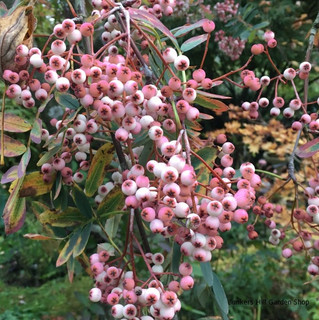 Sorbus arnoldiana 'Kirsten Pink' - 6/8cm