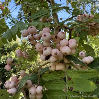 Sorbus arnoldiana 'Kirsten Pink' BAREROOT