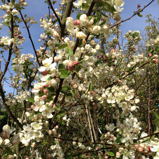 Malus 'Evereste' (Crabapple) - 10/12cm (45L)