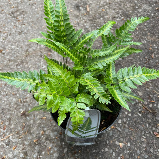 Arachnoides aristata 'Variegata' - Hardy Fern